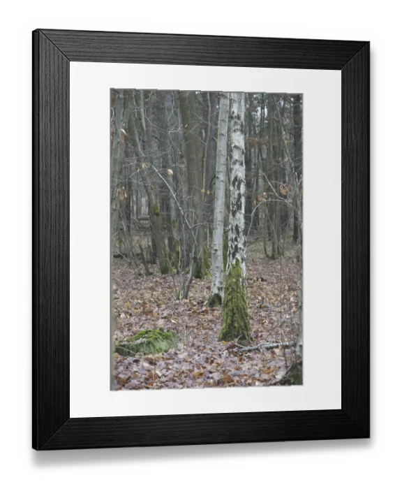 Framed Print : Tree, Forest, Boissy sous Saint Yon