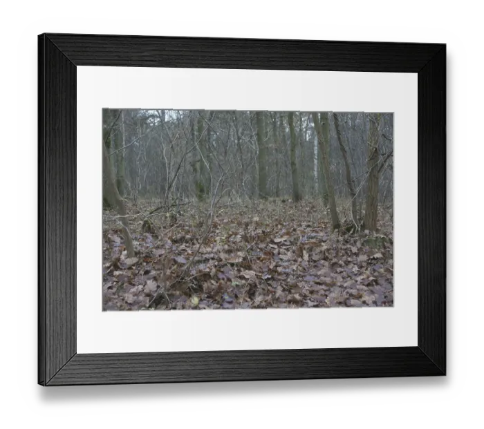 Framed Print : Tree, Forest, Boissy sous Saint Yon