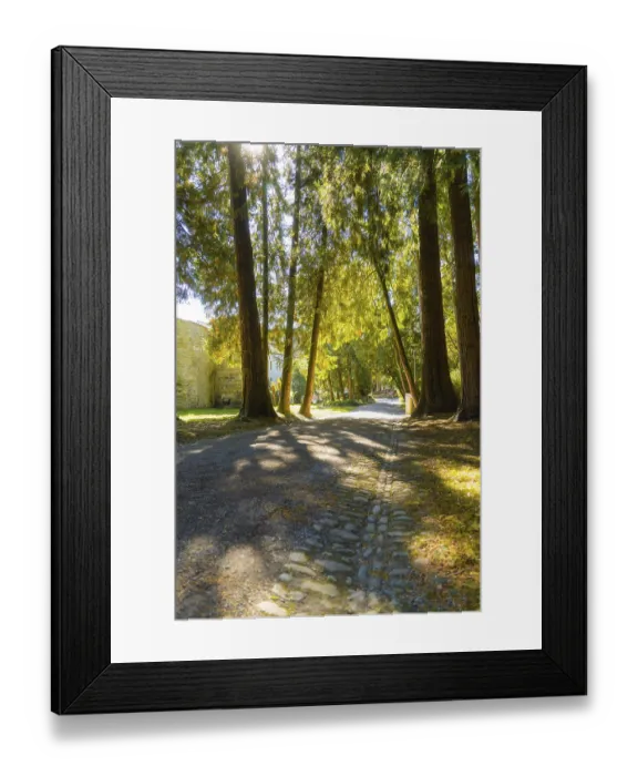 Framed Print : A path lined with large trees in bright sunlight