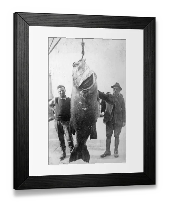 Framed Print : Couple with giant Pacific bass (Stereolepis gigas)