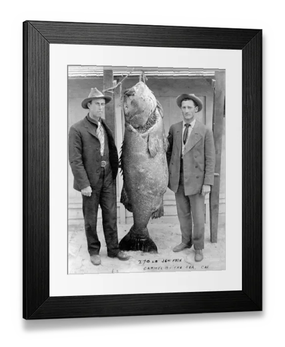 Framed Print : Two men with Pacific giant perch (Stereolepis gigas) Framed Print : Two men with Pacific giant perch (Stereolepis gigas)