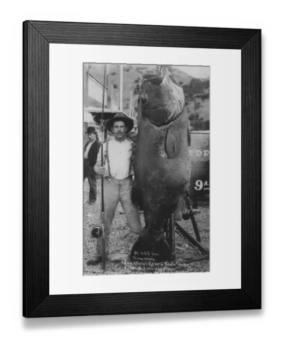 Framed Print : Man with giant Pacific bass (Stereolepis gigas)