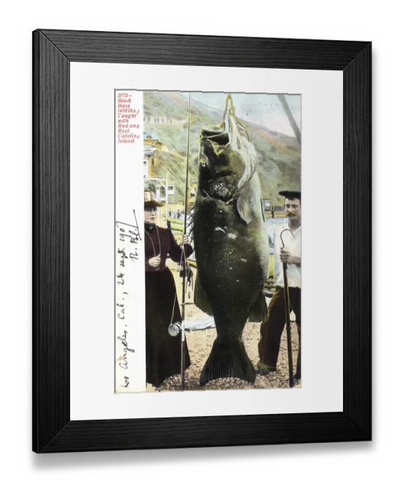 Framed Print : Couple with giant Pacific bass (Stereolepis gigas)