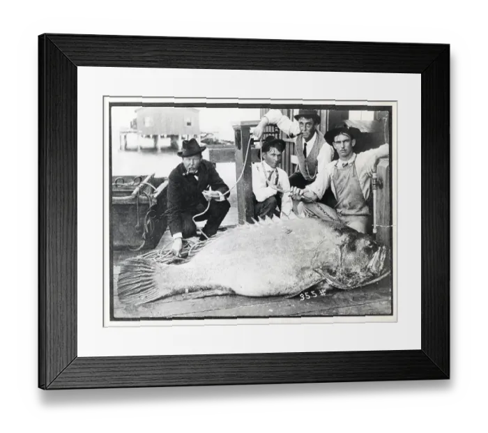 Framed Print : Four men kneel in front of a giant grouper (Epinephelus itajara)