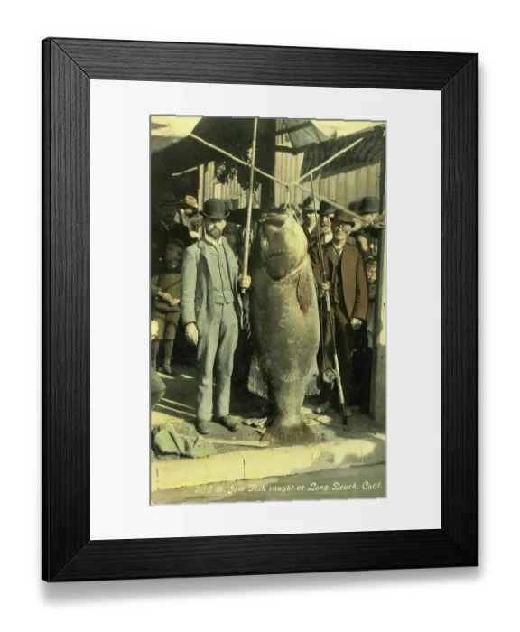 Framed Print : Two men with Pacific giant perch (Stereolepis gigas)