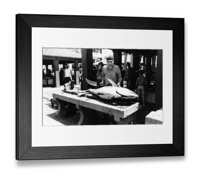 Framed Print : Bluefin tuna (Thunnus thynnus) fish market Framed Print : Bluefin tuna (Thunnus thynnus) fish market