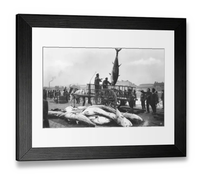 Framed Print : Bluefin tuna (Thunnus thynnus) fishermen load tuna at the harbor