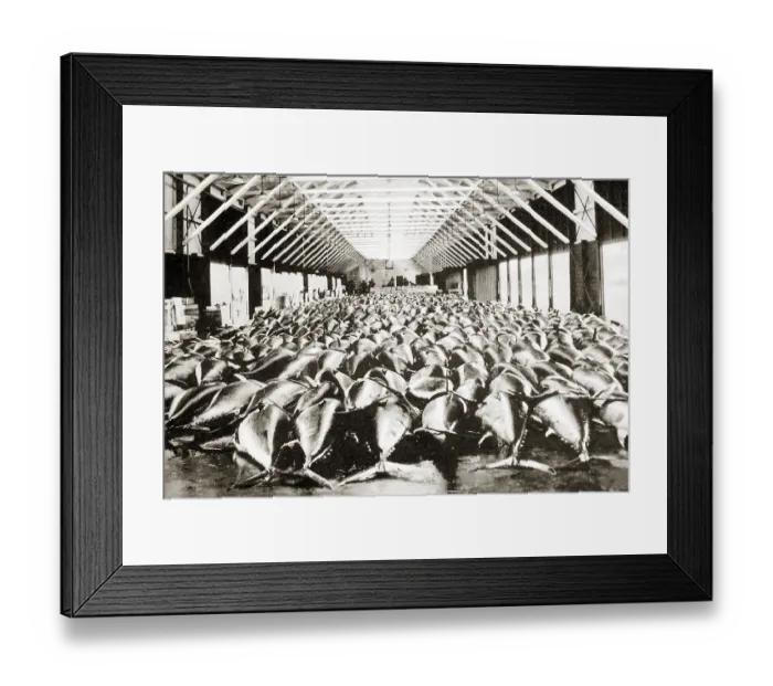 Framed Print : Bluefin tuna (Thunnus thynnus) fish market