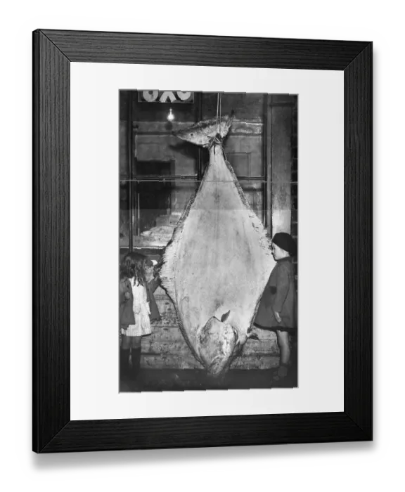 Framed Print : Two children with a halibut (Hippoglossus hippoglossus) Framed Print : Two children with a halibut (Hippoglossus hippoglossus)