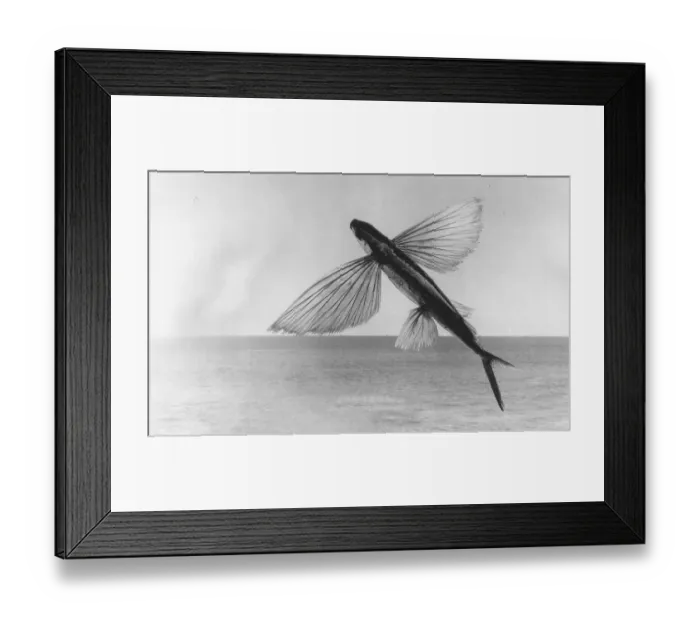 Framed Print : The Californian flying fish (Cheilopogon pinnatibarbatus californicus)