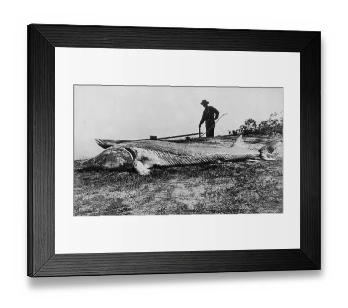 Framed Print : Fisherman with caught large sturgeon Framed Print : Fisherman with caught large sturgeon
