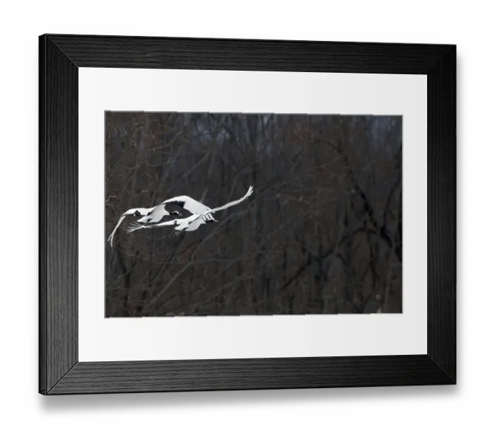 Framed Print : Japanese crane, Red-crowned crane (Grus japonensis)