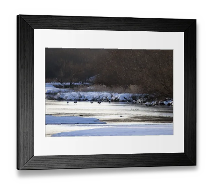 Framed Print : Japanese crane, Red-crowned crane (Grus japonensis)