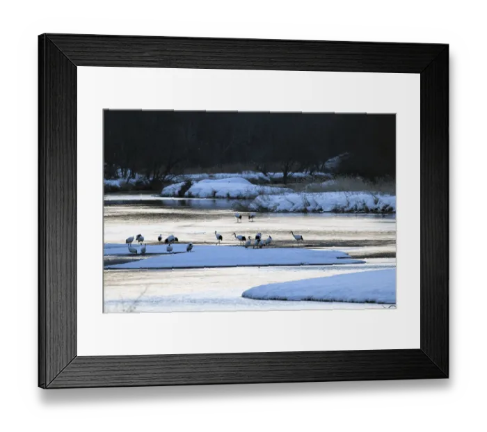 Framed Print : Japanese crane, Red-crowned crane (Grus japonensis)