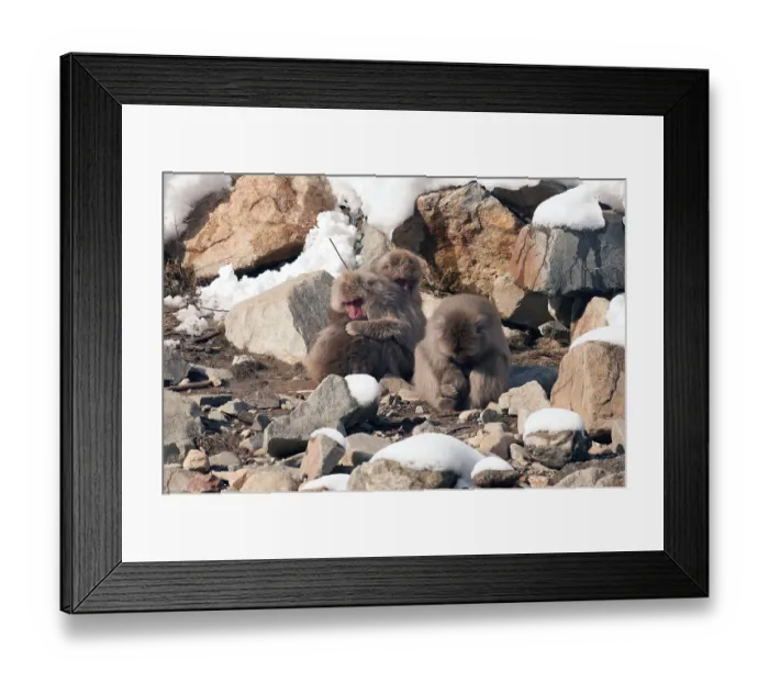 Framed Print : Japanese macaque or snow japanese monkey (Macaca fuscata) Framed Print : Japanese macaque or snow japanese monkey (Macaca fuscata)
