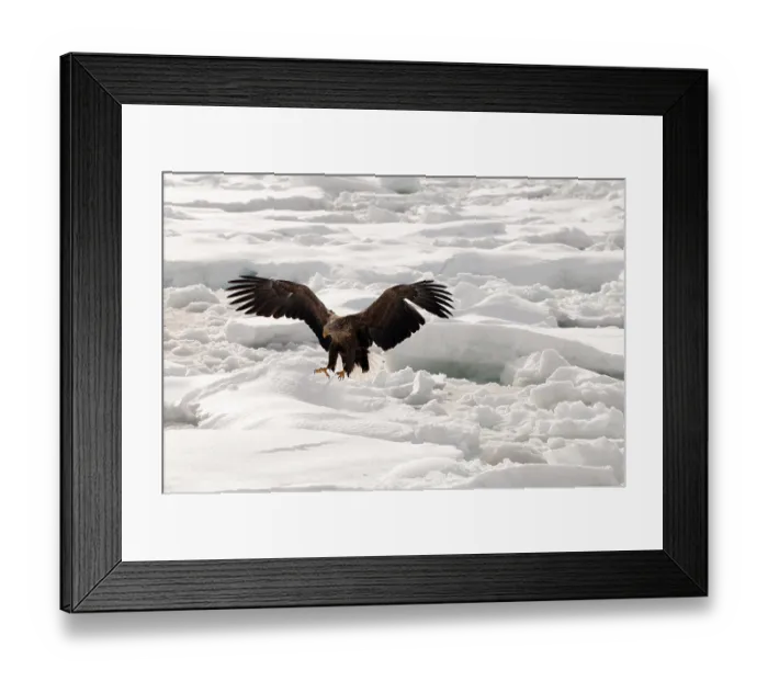 Framed Print : White-tailed Sea-eagle landing on the pack (Haliaeetus albicilla)