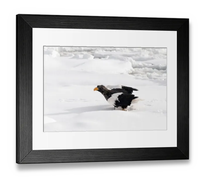 Framed Print : Steller's sea eagle (Haliaeetus pelagicus) on the pack