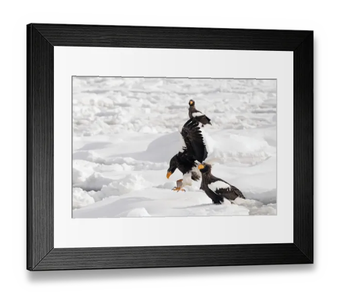 Framed Print : Steller's sea eagle (Haliaeetus pelagicus) landing