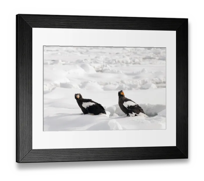 Framed Print : Steller's sea eagle (Haliaeetus pelagicus) on the pack