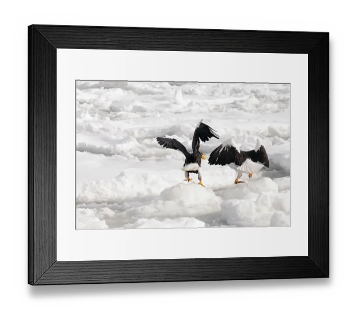 Framed Print : Steller's sea eagle (Haliaeetus pelagicus) eating a fish Framed Print : Steller's sea eagle (Haliaeetus pelagicus) eating a fish
