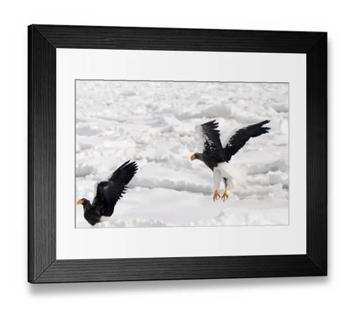 Framed Print : Steller's sea eagle (Haliaeetus pelagicus) take-off