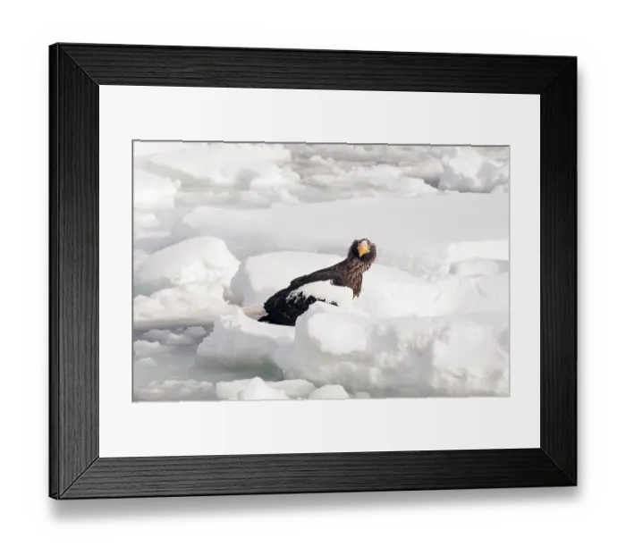 Framed Print : Steller's sea eagle (Haliaeetus pelagicus) on the pack