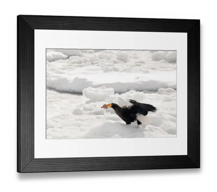 Framed Print : Steller's sea eagle (Haliaeetus pelagicus) on the pack with a fish