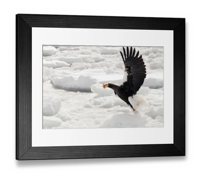 Framed Print : Steller's sea eagle (Haliaeetus pelagicus) flying Framed Print : Steller's sea eagle (Haliaeetus pelagicus) flying