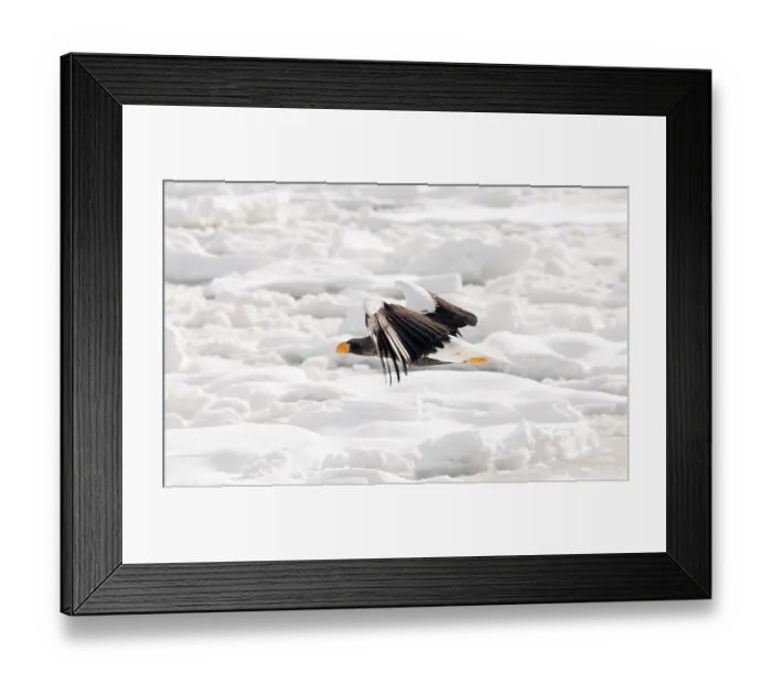Framed Print : Steller's sea eagle (Haliaeetus pelagicus) flying Framed Print : Steller's sea eagle (Haliaeetus pelagicus) flying