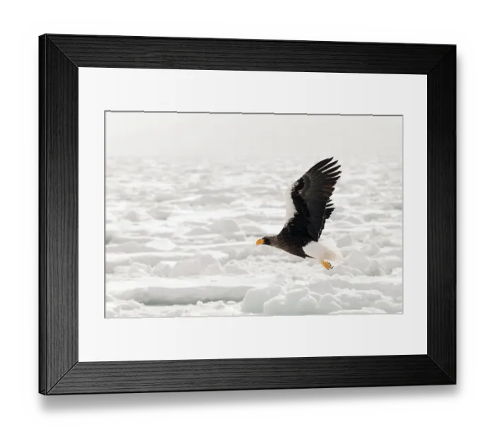 Framed Print : Steller's sea eagle (Haliaeetus pelagicus) flying Framed Print : Steller's sea eagle (Haliaeetus pelagicus) flying