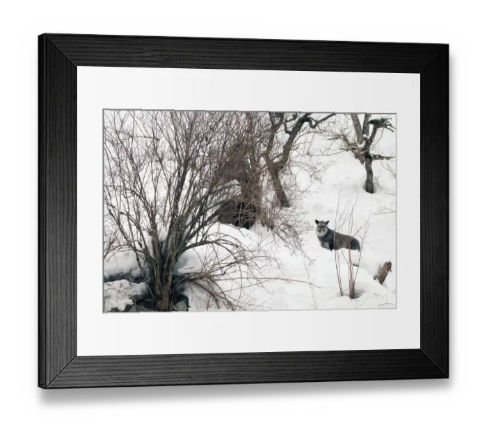 Framed Print : Japanese Serow in winter (Capricornis crispus)