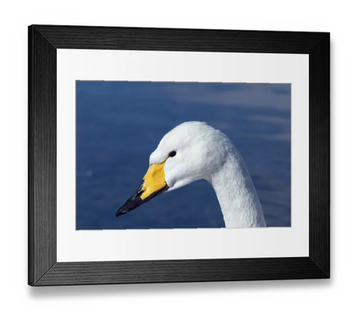 Framed Print : Whooper swan (Cygnus cygnus), Japan