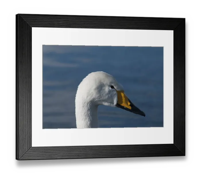Framed Print : Whooper swan (Cygnus cygnus), Japan