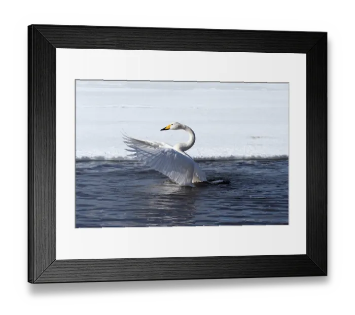 Framed Print : Whooper swan (Cygnus cygnus), Japan Framed Print : Whooper swan (Cygnus cygnus), Japan