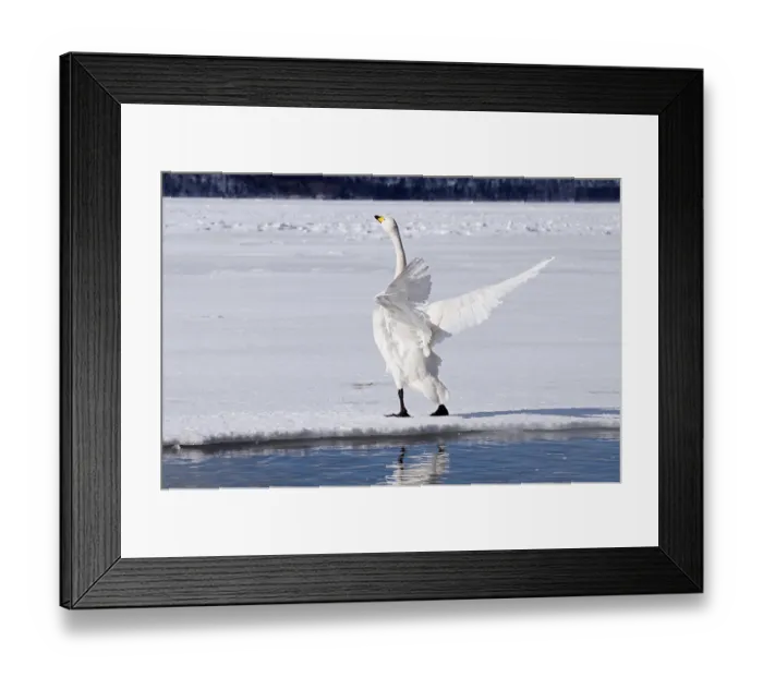 Framed Print : Whooper swan (Cygnus cygnus), Japan