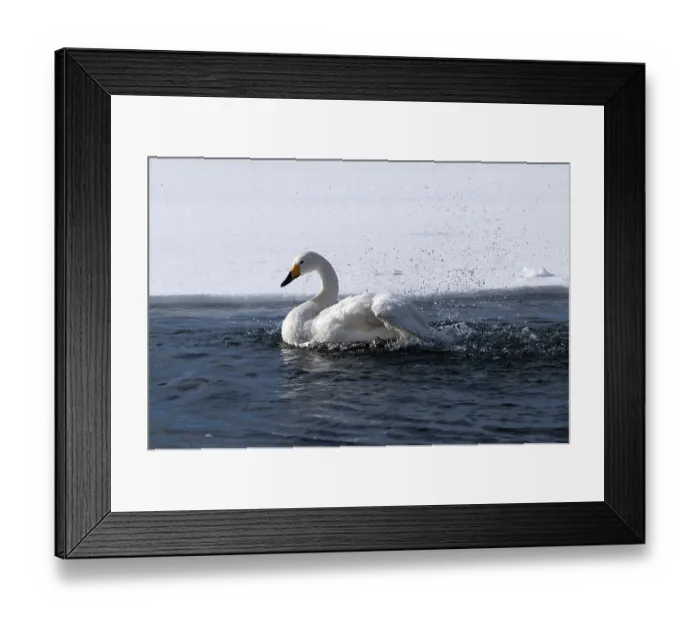 Framed Print : Whooper swan (Cygnus cygnus) bath, Japan