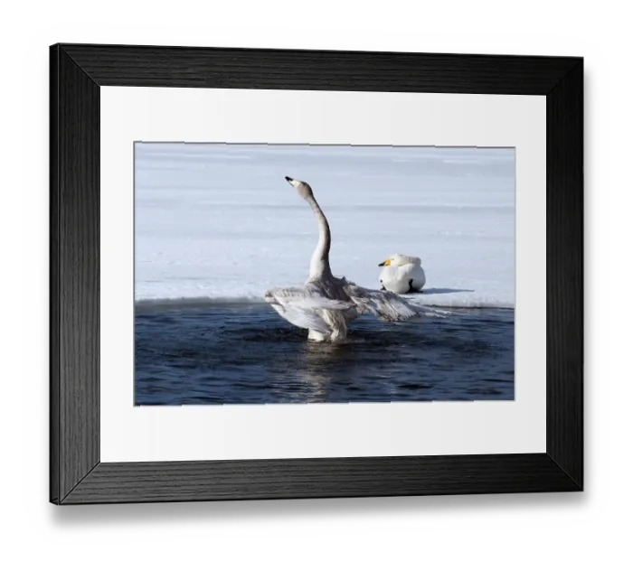 Framed Print : Whooper swan (Cygnus cygnus) bath, Japan