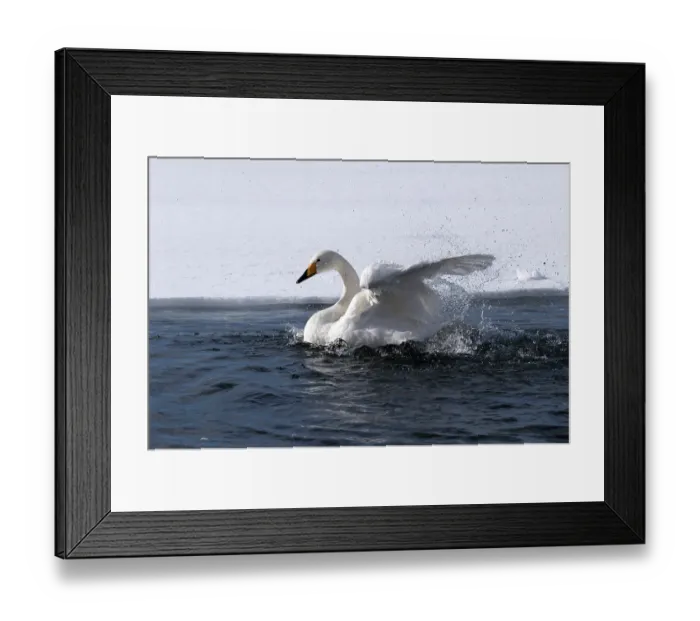 Framed Print : Whooper swan (Cygnus cygnus) bath, Japan Framed Print : Whooper swan (Cygnus cygnus) bath, Japan