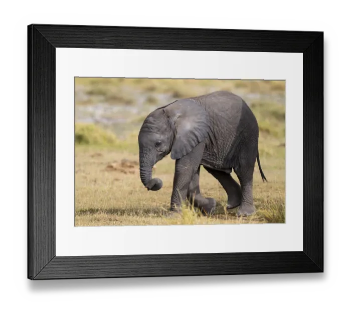 Framed Print : African elephant (Loxodonta africana) small young