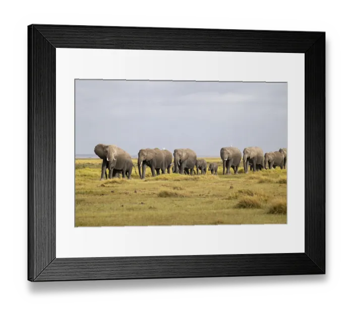 Framed Print : African elephant (Loxodonta africana) large herd with young animals and herons (Bubulcus ibis) Framed Print : African elephant (Loxodonta africana) large herd with young animals and herons (Bubulcus ibis)