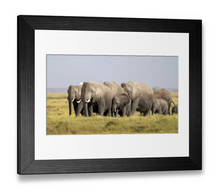 Framed Print : African elephant (Loxodonta africana) large herd with young animals and herons (Bubulcus ibis) Framed Print : African elephant (Loxodonta africana) large herd with young animals and herons (Bubulcus ibis)