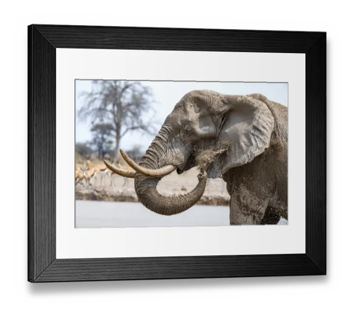 Framed Print : African elephant (Loxodonta africana) Framed Print : African elephant (Loxodonta africana)