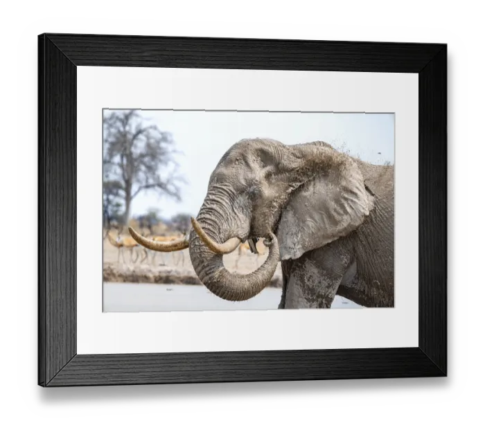 Framed Print : African elephant (Loxodonta africana)
