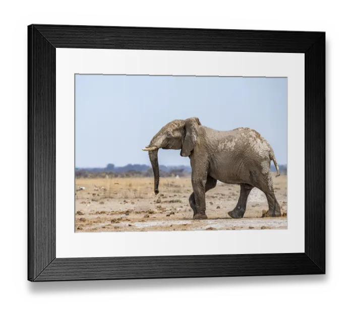 Framed Print : African elephant (Loxodonta africana)