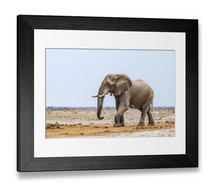 Framed Print : African elephant (Loxodonta africana)