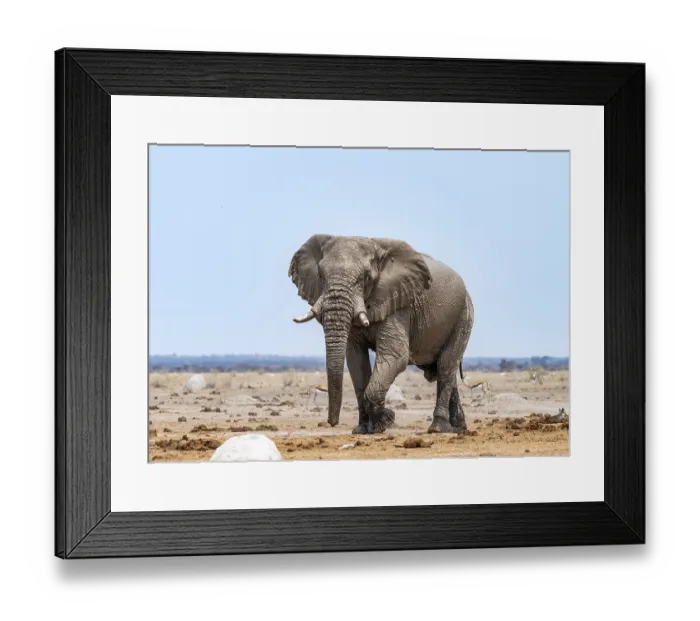 Framed Print : African elephant (Loxodonta africana)