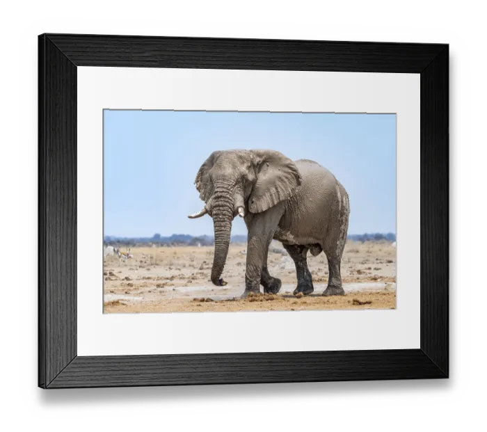 Framed Print : African elephant (Loxodonta africana)
