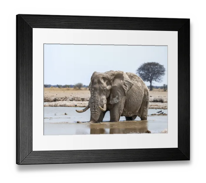 Framed Print : African elephant (Loxodonta africana)