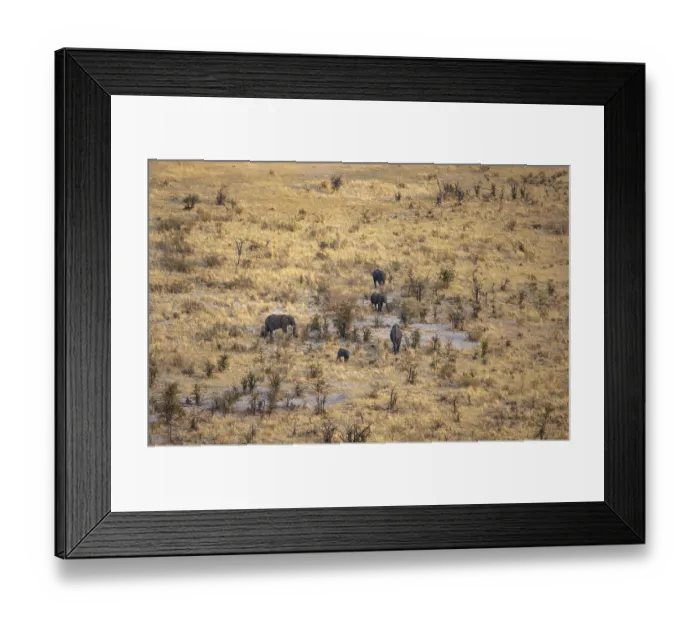 Framed Print : Small herd of elephants in dry savanna with yellow grass
