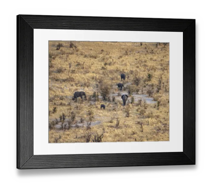 Framed Print : Small herd of elephants in dry savanna with yellow grass